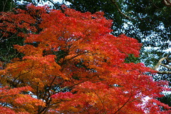 通りすがりの神社の紅葉