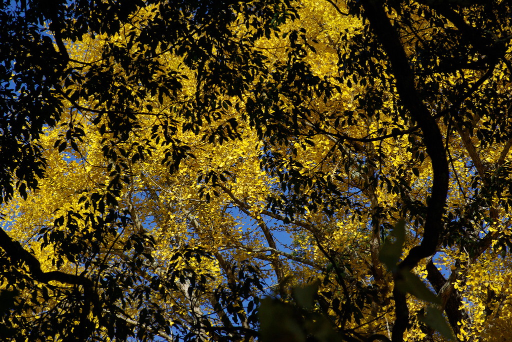 通りすがりの神社の紅葉