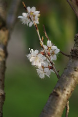 ３月１日の桜