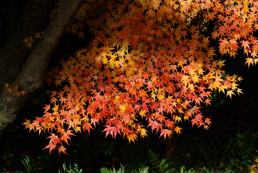 職場付近の紅葉