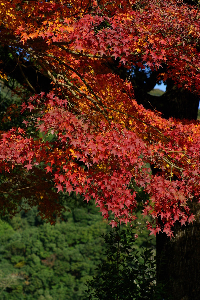通りすがりの神社の紅葉