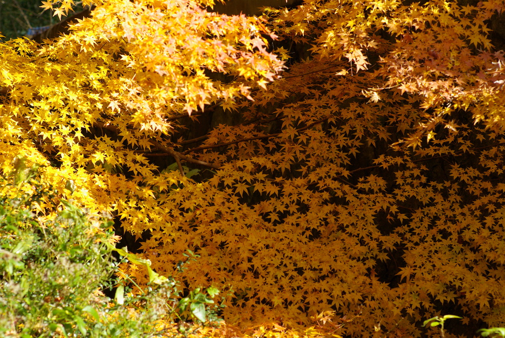 職場付近の紅葉