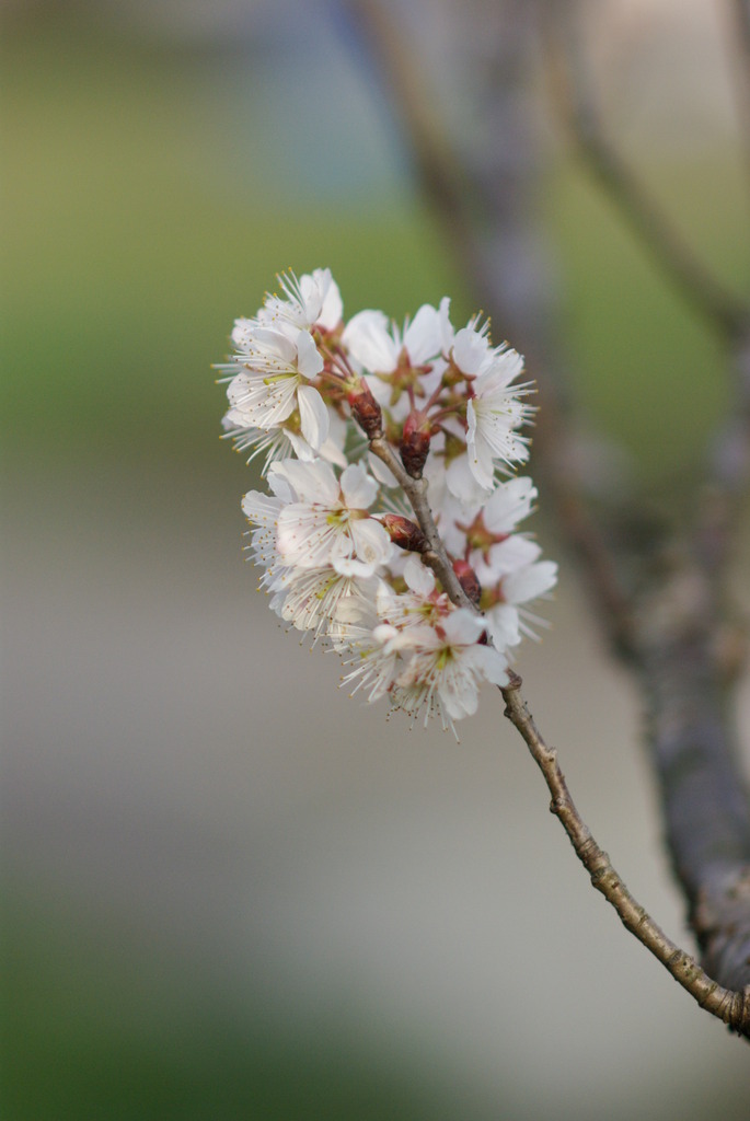 ３月１日の桜