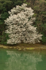 山桜