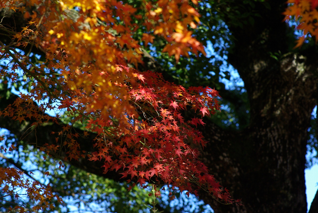 通りすがりの神社の紅葉