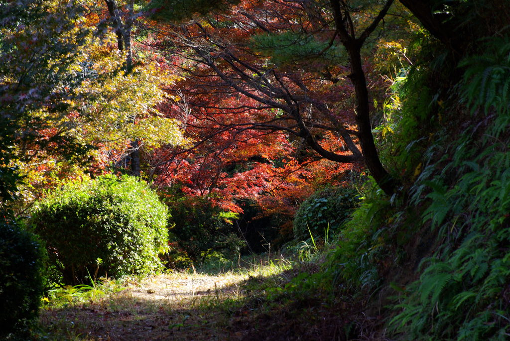 黒髪山の紅葉