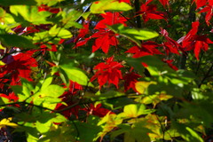 黒髪山の紅葉