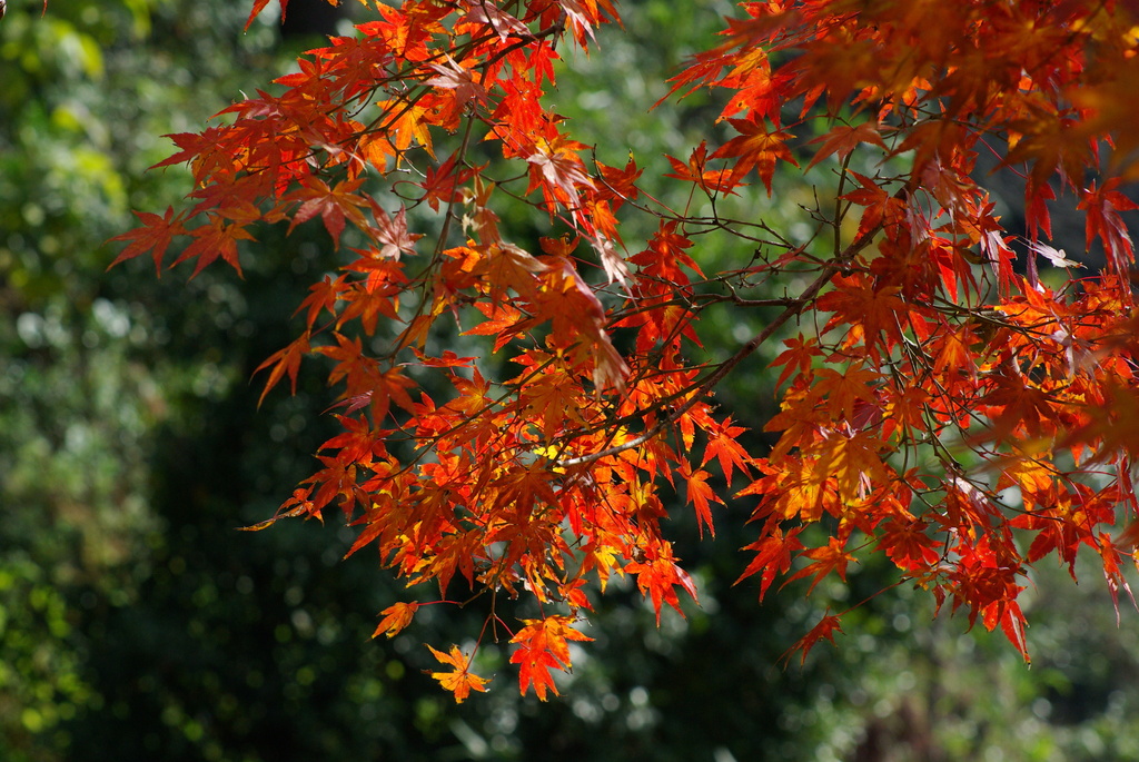 職場付近の紅葉