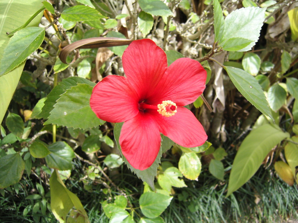 hibiscus