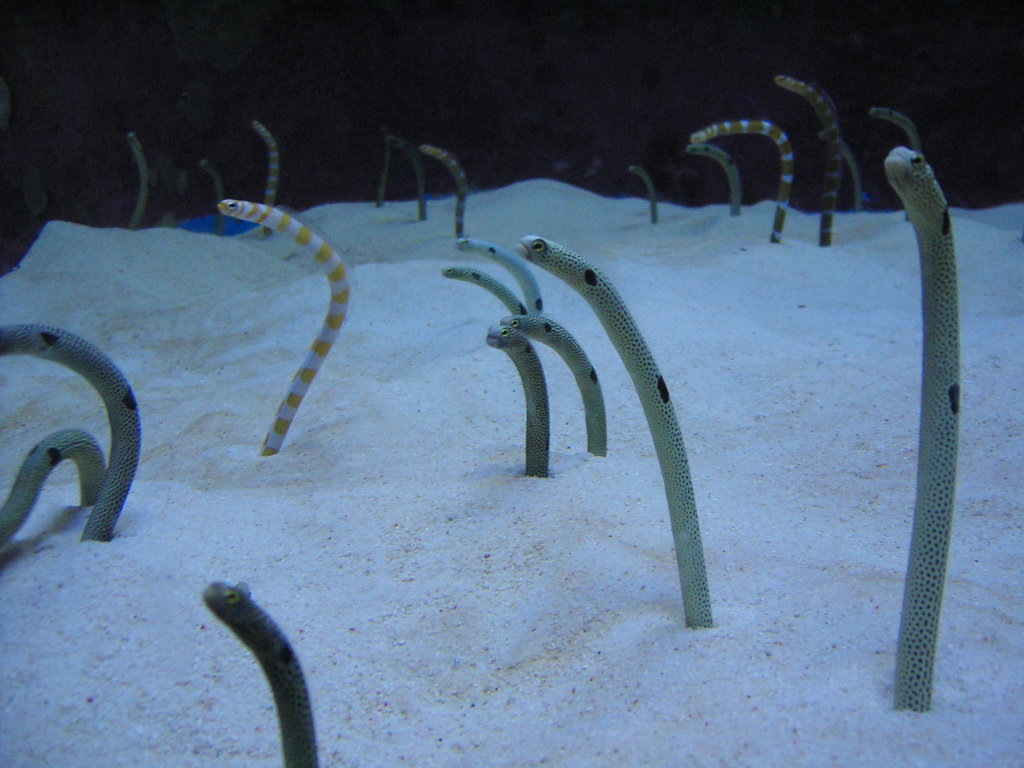 garden eel