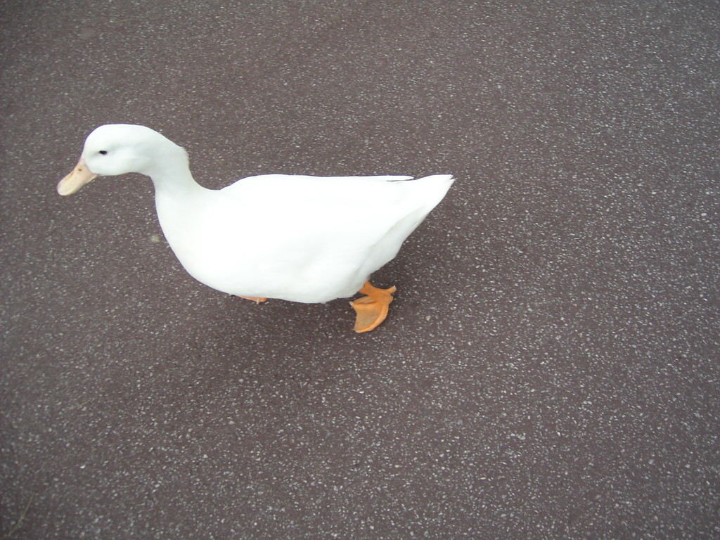 aflac_okinawa