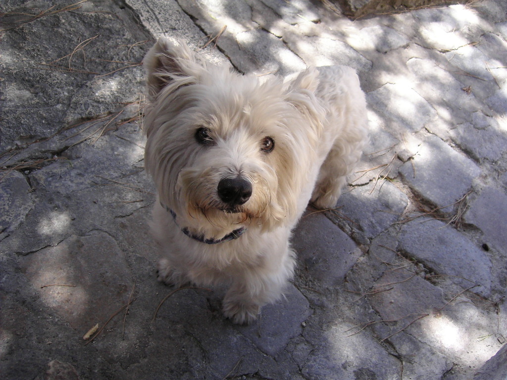 060704_chien_nice