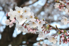 河原の桜