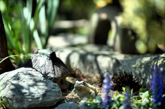 庭にいた蛙と家