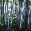 bamboo