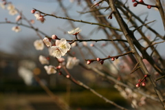 お散歩中　梅の花②