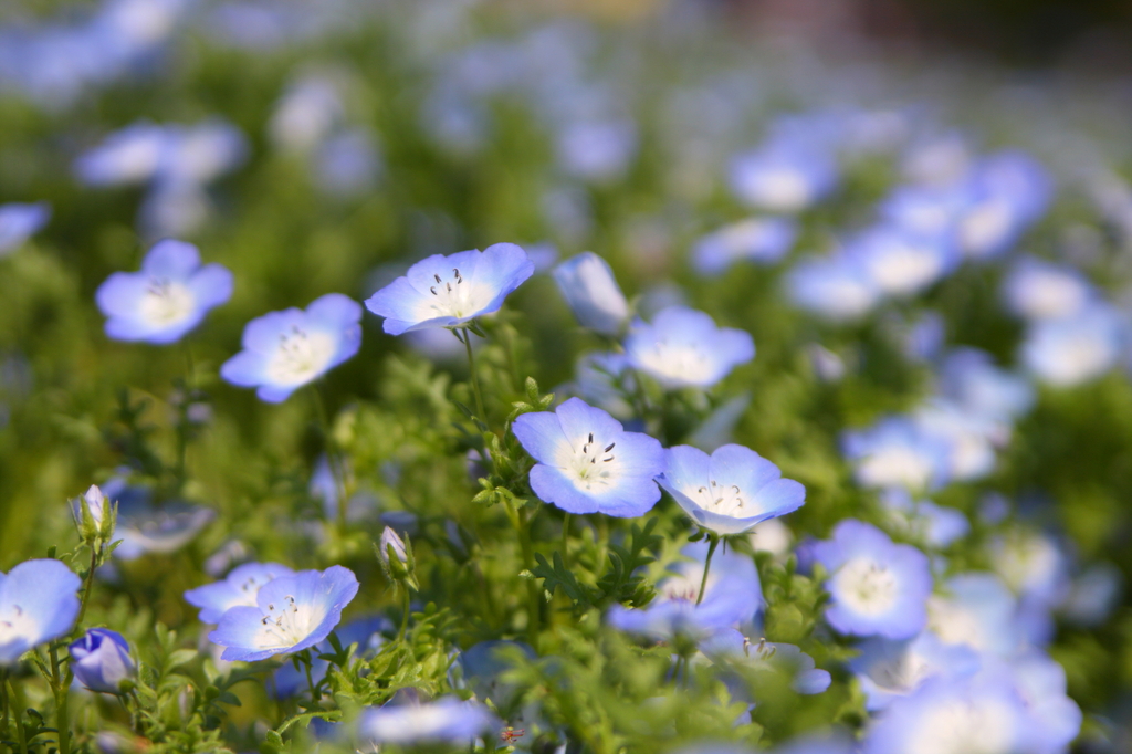 小花
