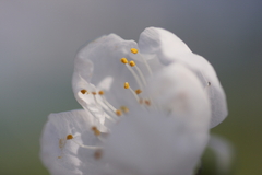 白い桃の花②