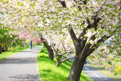 ぼたん桜の並木道