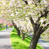 ぼたん桜の並木道