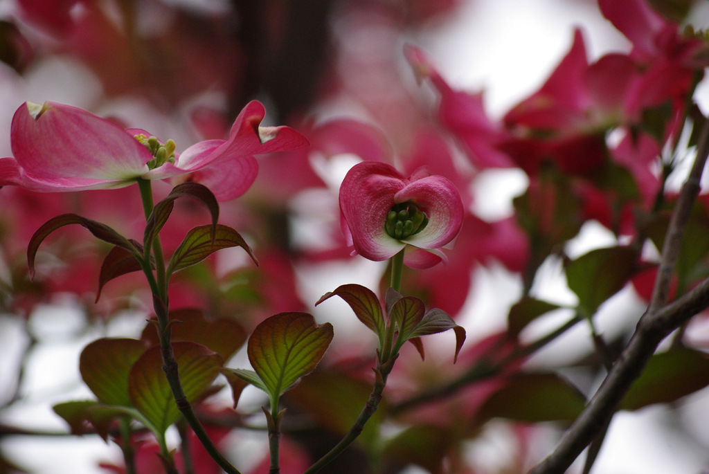 花水木