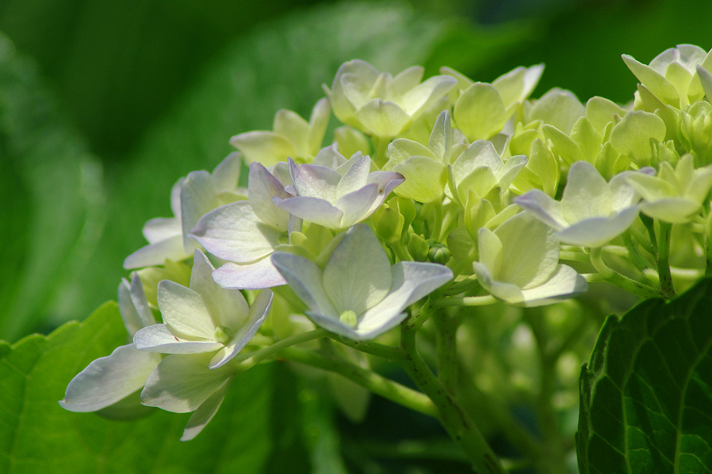 若い紫陽花