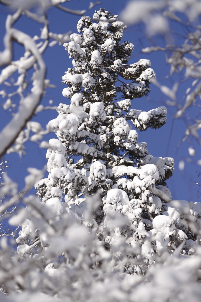 a tree