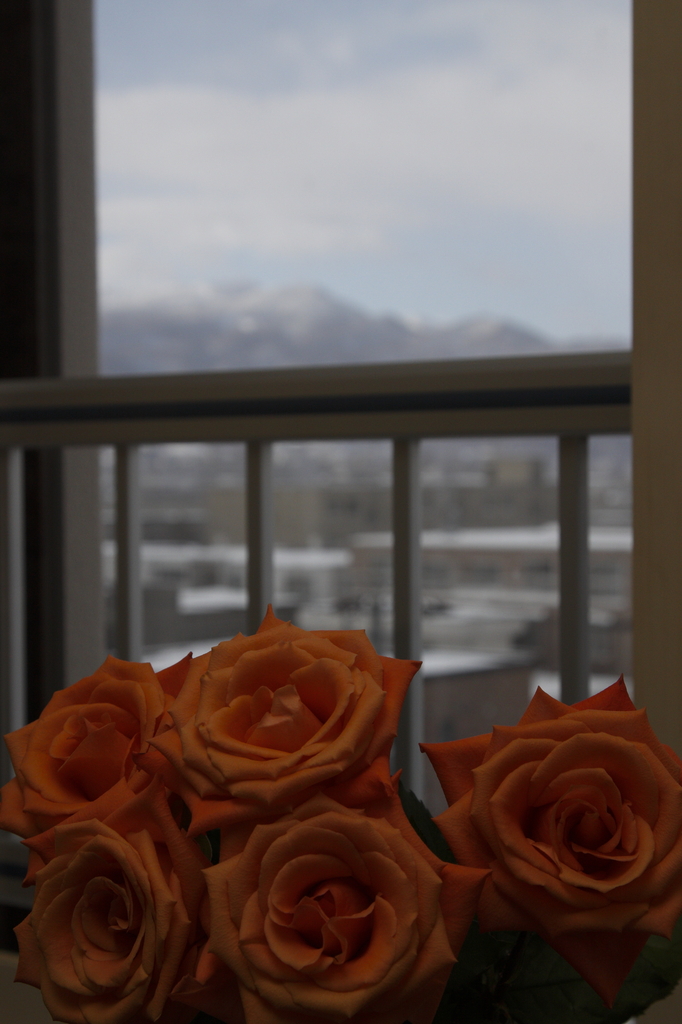 冬の薔薇