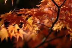 紅葉