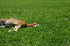ZZZ・・・