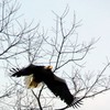 オオワシ