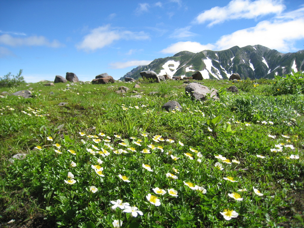 立山とチングルマ