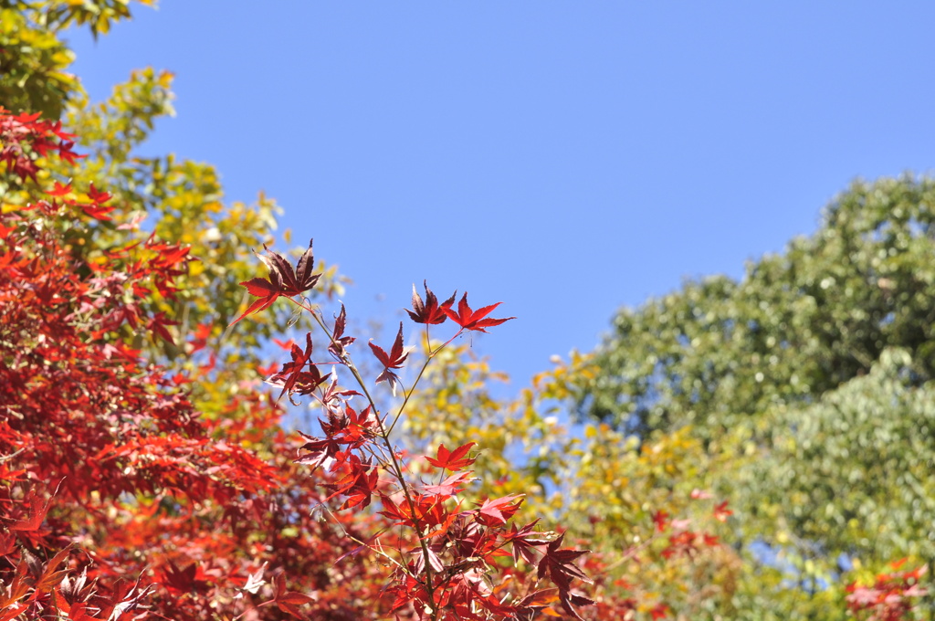 紅葉