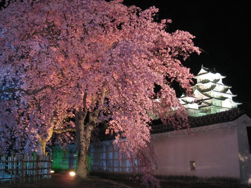姫路城と八重桜