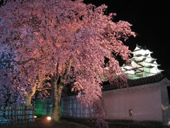 姫路城と八重桜
