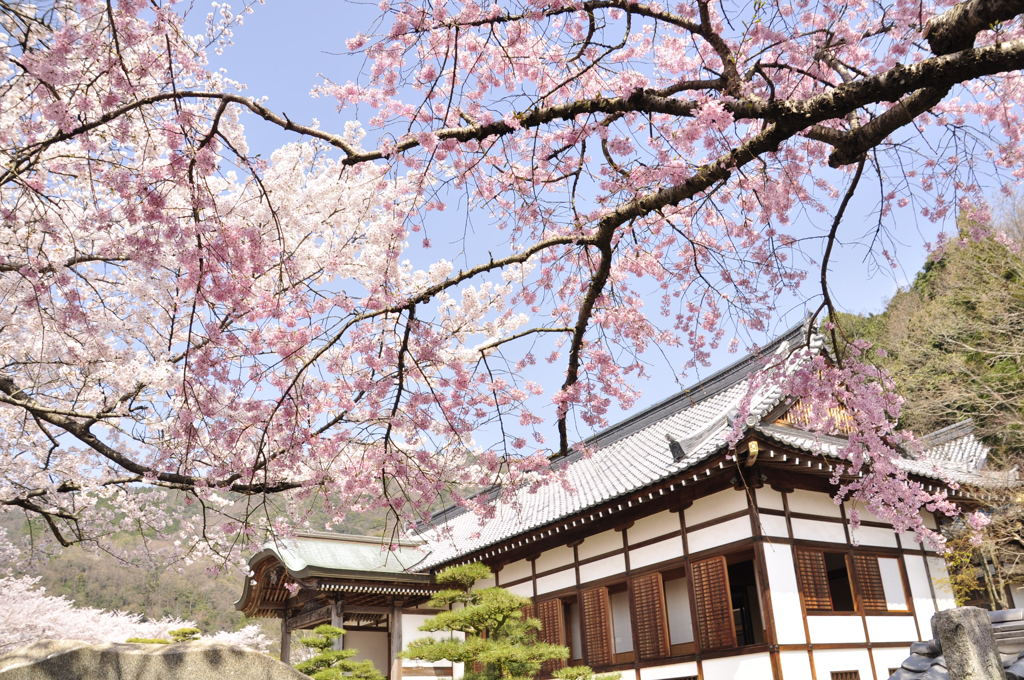 龍野城の桜