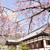 龍野城の桜