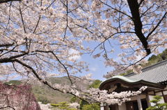 龍野城の桜