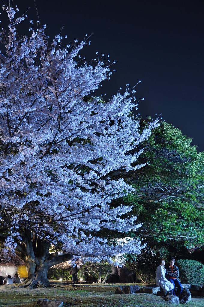 夜桜デート