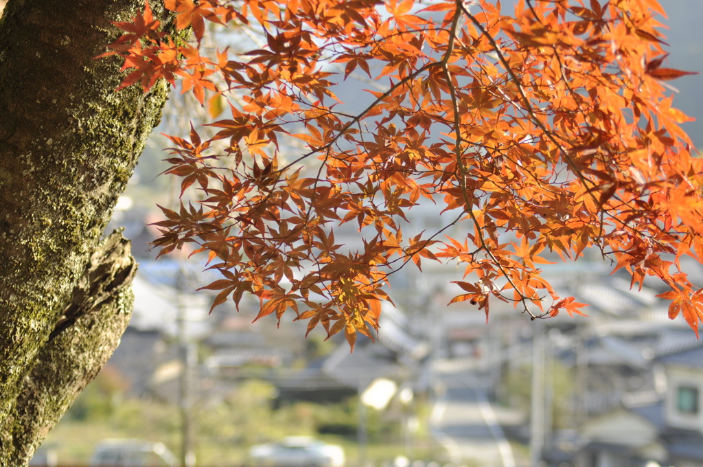 紅葉と栗栖の町