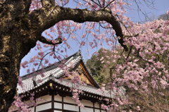 龍野城の桜