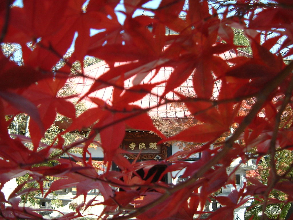 明徳寺の紅葉
