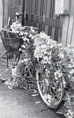 contax  Aria img203