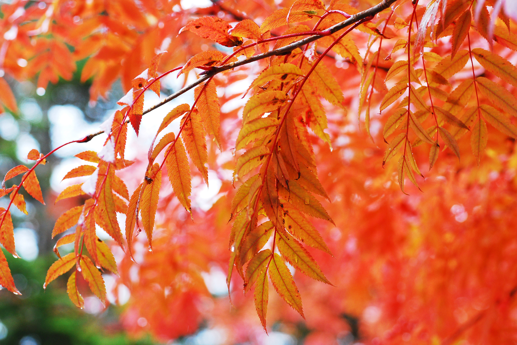 紅葉