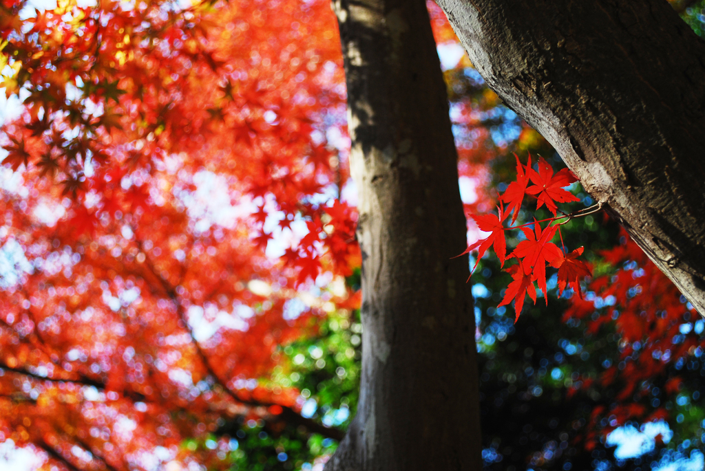 鎌倉の紅葉