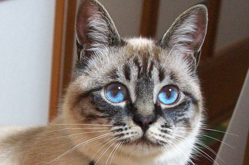 AL