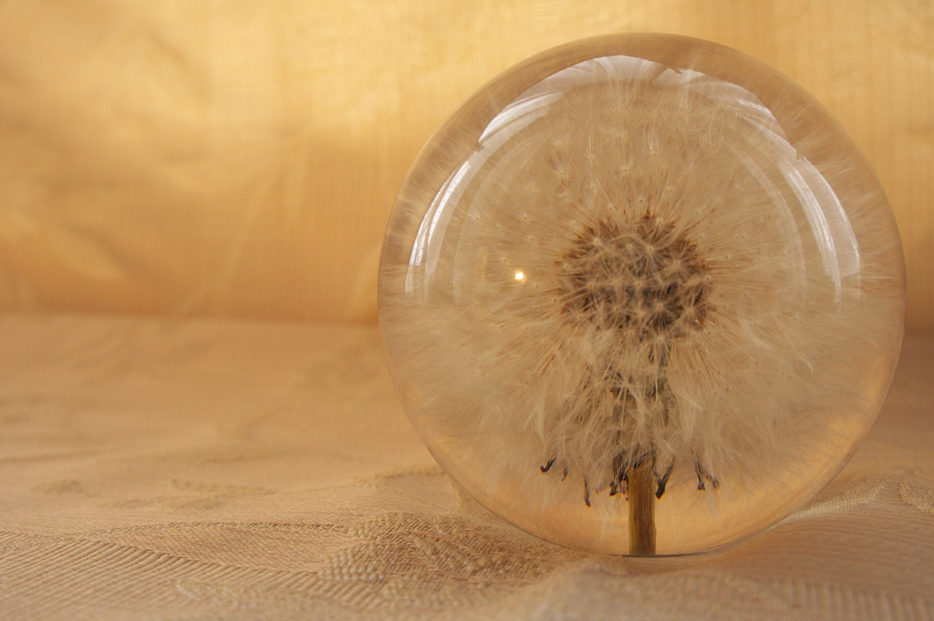 The Dandelion Clock