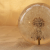 The Dandelion Clock