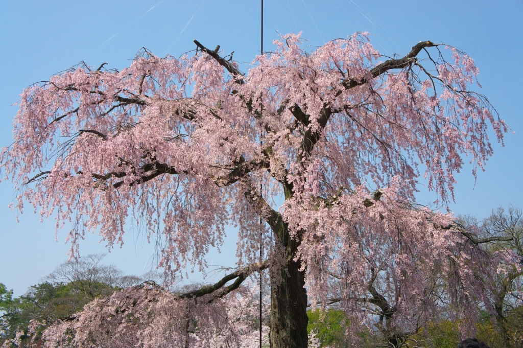 円山公園