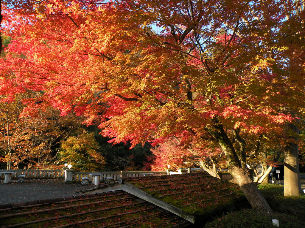 原谷の紅葉